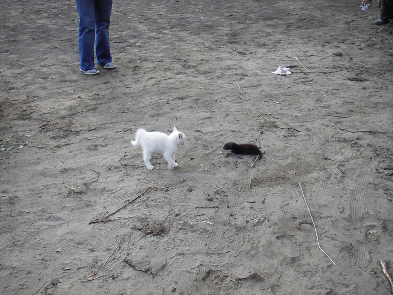 093 Kumpi ja kampi tappeli